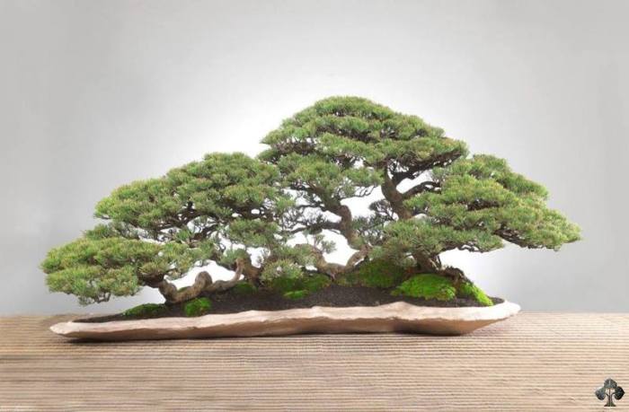 02 chinese penjing landscape